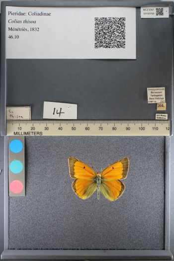 Media type: image;   Entomology 193769